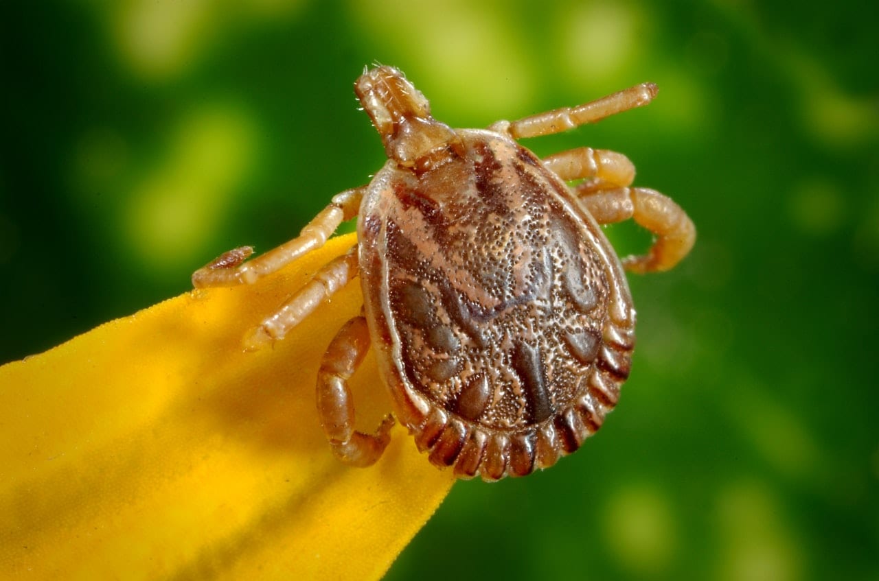 Lyme Disease